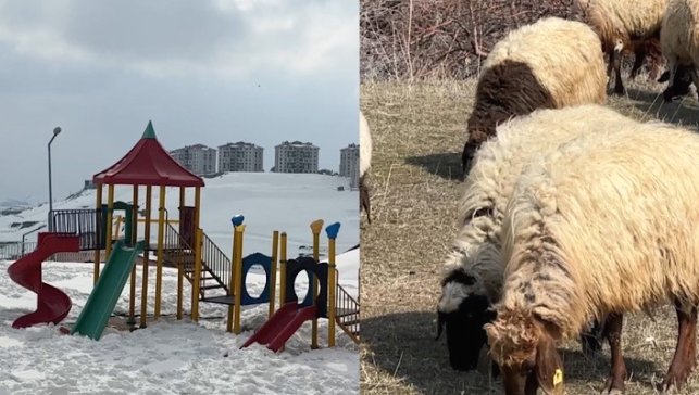 40 kilometre arayla iki mevsim: Yüksekova'da kar, Esendere'de bahar mesaisi