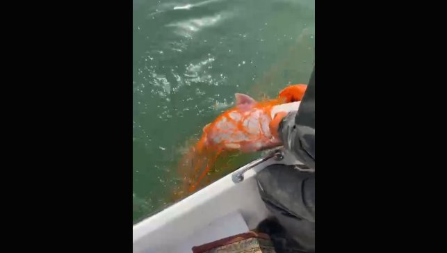 Elazığ'da 30 kiloluk dev Fırat turnası yakalandı