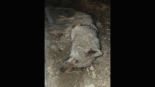 Otomobilin çarptığı kurt telef oldu