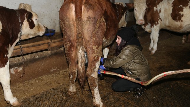 Devlet desteğiyle besi çiftliği kuran girişimci kadın hayvan sayısını artırmayı hedefliyor
