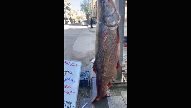 Elazığ'da 97 kilogram turna balığı yakalandı