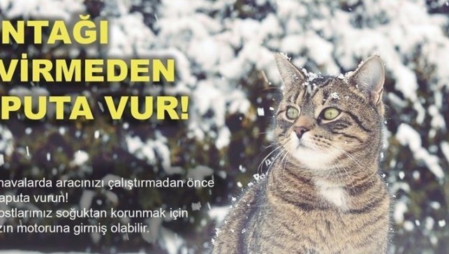 Soğuktan korunmak için girdiği araçta sıkışan kedi kurtarıldı