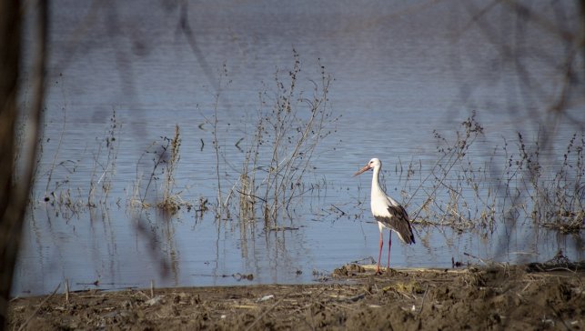 Baharın müjdecisi leylekler Karakaya Barajı etrafındaki yuvalarına dönmeye başladı