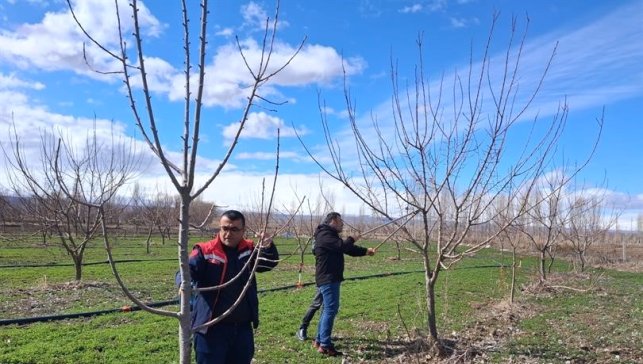 Iğdır'da çiftçilere uygulamalı meyve ağacı budama eğitimi