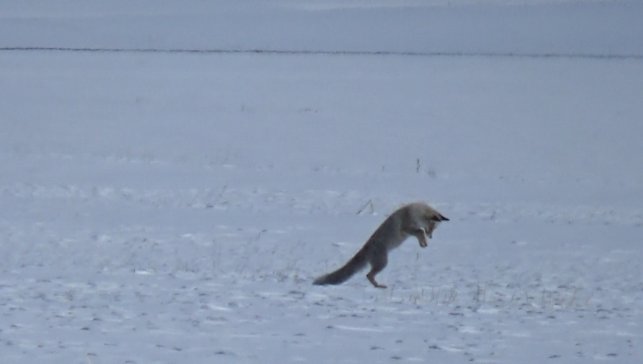 Kars'ta kızıl tilkinin kar altındaki avı kamerada