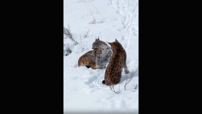 Erzincan'da iki vaşak görüntülendi