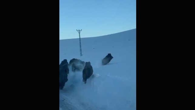 Karlı köy yolundaki domuz sürüsü kamerada