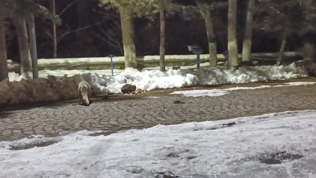 Kars'ta kedi ile tilkinin ilginç karşılaşması kamerada