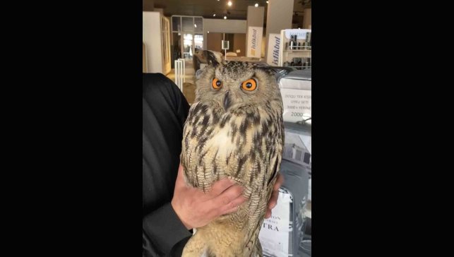 Karakoçan’da kanadı kırık puhu kuşu tedaviye alındı