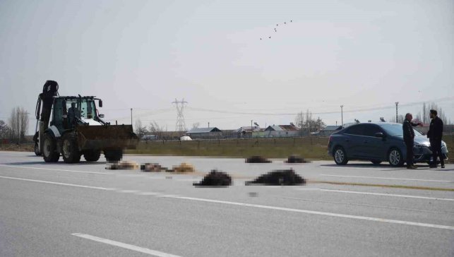 Muş-Bingöl karayolunda aracın çarptığı 10 keçi telef oldu