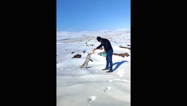Kışın zor günlerinde tilkiye işçilerden şefkat eli