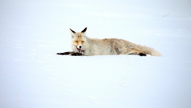 Kars'ta kızıl tilkiler avlanırken görüntülendi 