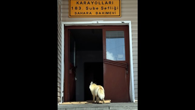 Karla mücadele ekipleri zorlu kış koşullarında aç kalan tilkileri besliyor