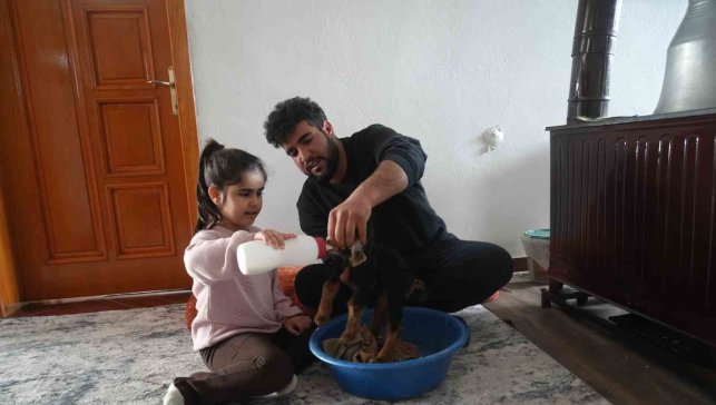 Muş'ta yeni doğan oğlaklara özenli bakım