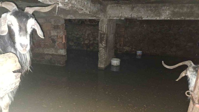 Sel ahırı bastı, 12 keçi ekipler tarafından kurtarıldı