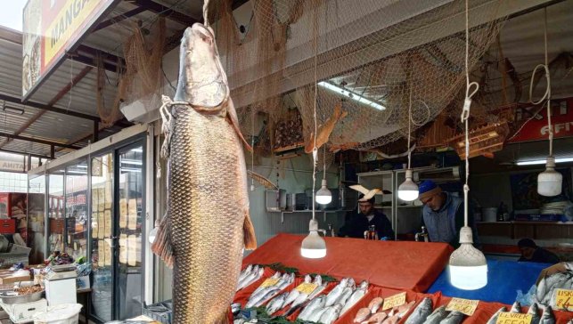 Karakaya Barajı'nda yakalanan 42 kiloluk turna balığı ilgi gördü