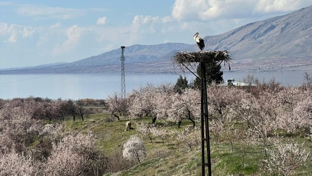Malatya'da leylekler yuvalarına döndü