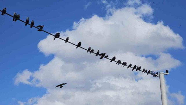 Tatvan'da sıralanan kuşlardan güzel görüntüler