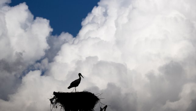 Baharın müjdecisi leylekler Tunceli'deki köylerde bulunan yuvalarına dönmeye başladı