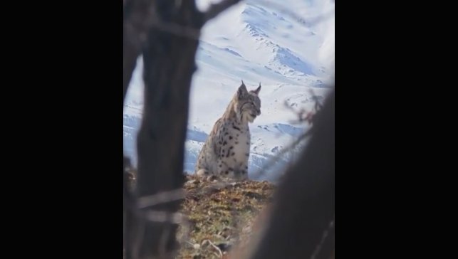 Akdağ'ın eteklerinde vaşak, kurt ve dağ keçisi peş peşe görüldü