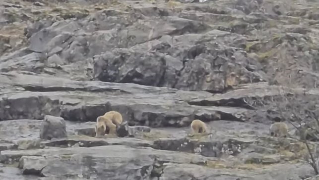 Munzur Vadisi'nde anne ayı ve yavruları görüntülendi