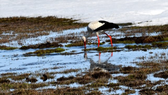 Baharın müjdecisi leylekler Kars'a geldi
