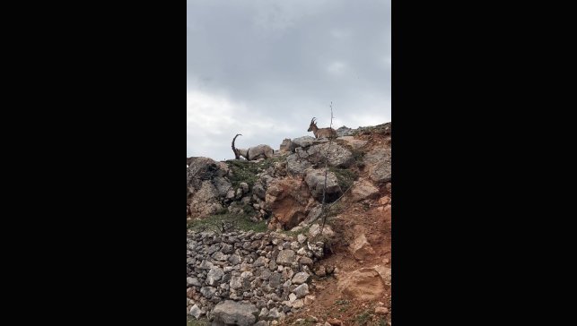Dağ keçileri sürü halinde görüntülendi