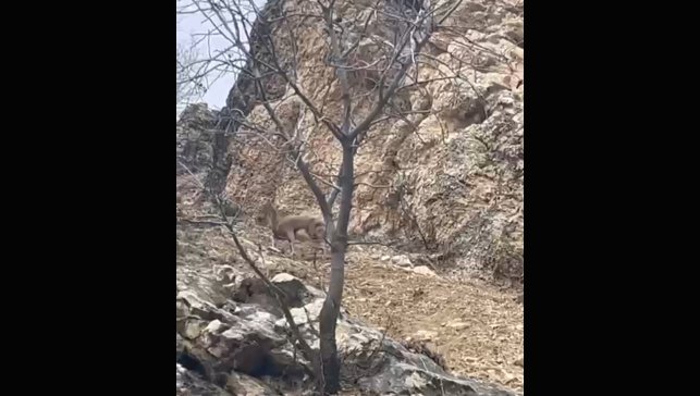 Elazığ'da 3 ayaklı yaban keçisi azmiyle şaşırttı