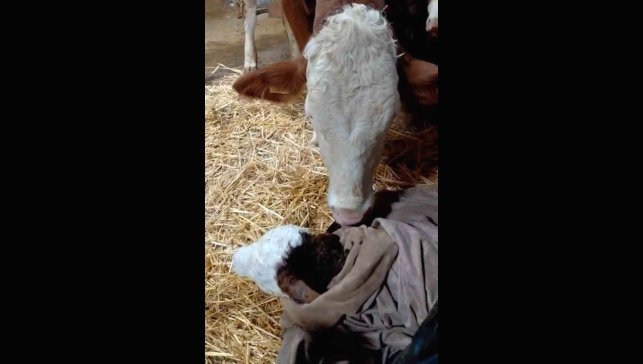 Bayram sabahı doğan buzağıyı görünce türküler söyledi