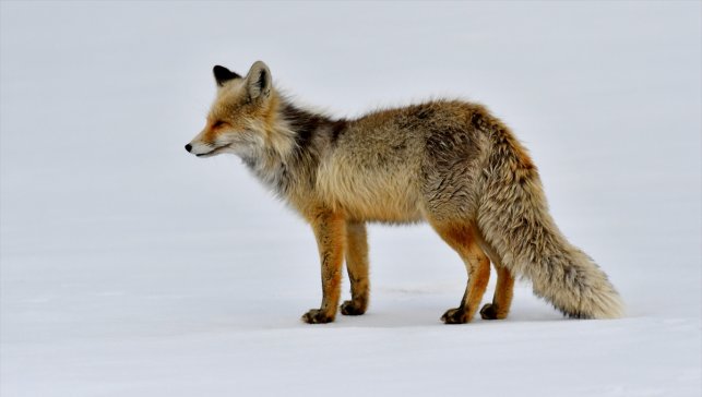 Kars’ta karlı arazide avlanan kurt ve kızıl tilkiler görüntülendi