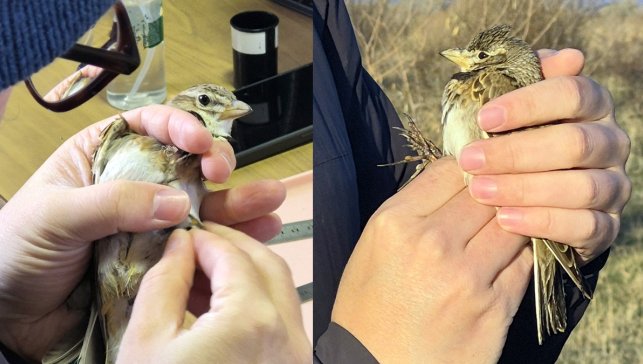 Aras Kuş Cenneti’nde yıllardır ağlara takılmayan tür ilk kez halkalandı