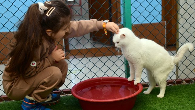 Van kedileriyle ilgili dikkat çeken araştırma: En yaygın kan grubu sanılandan farklı çıktı