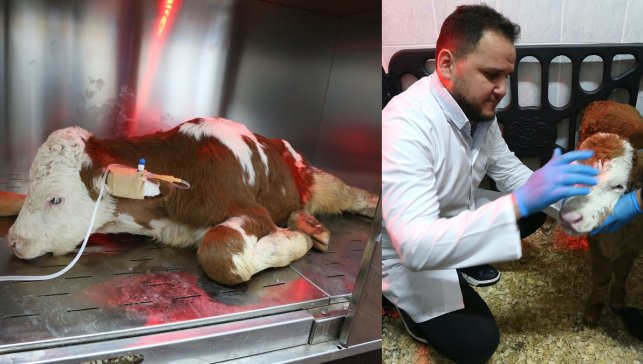 Buzağı ölümlerine karşı dikkat çeken yöntem: Ozon tedavisi ilk kez deneniyor
