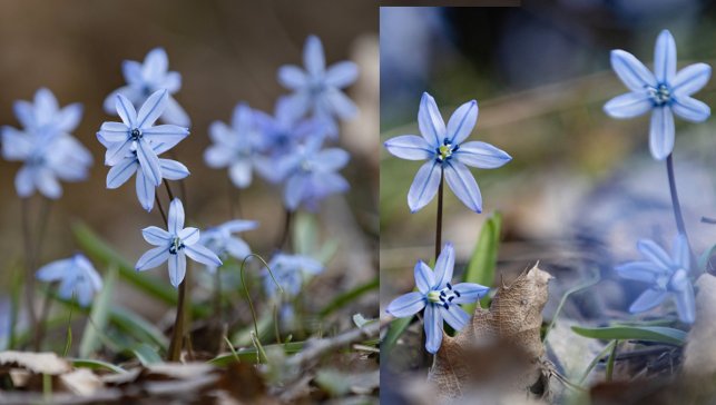 Tunceli’de karlar eridi, İksor Vadisi’nde görenleri şaşırtan mavi kardelenler açtı