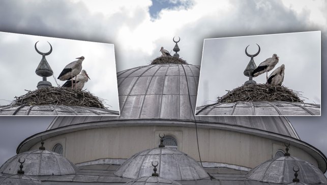 Erzurum’da Baharın müjdecisi leylekler 16 yıldır cami kubbesini yuva olarak seçiyor