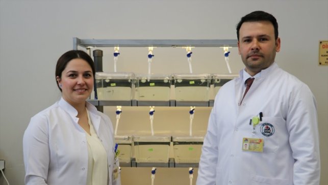 Ağrı’da akademisyen çift, epilepsi ve nörolojik hastalıkları zebra balığıyla araştırıyor
