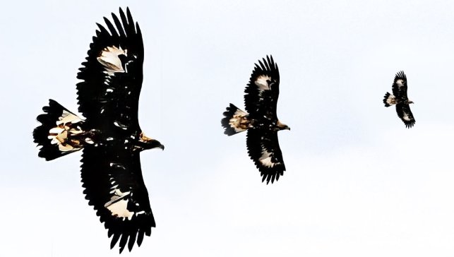 Saatte 320 kilometre hıza ulaşabilen kaya kartalı Iğdır’da böyle görüntülendi