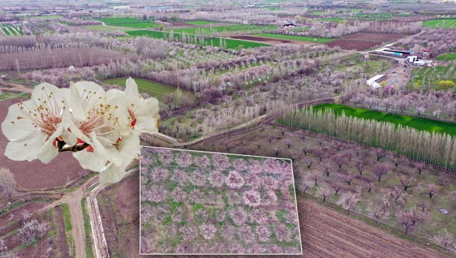 Iğdır’da kayısı ağaçları çiçek açtı, bahçeler beyaza büründü