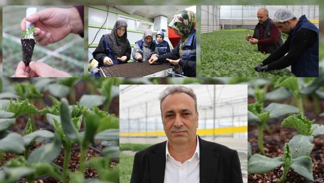 Elazığ’da Cip jeotermal serada üretilen çiçekler kentin dört bir yanını renklendiriyor