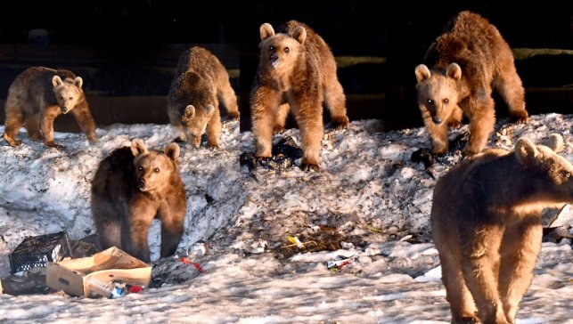 Kars’ta bozayılar kış uykusundan uyandı, Sarıkamış’ta ortaya çıktı