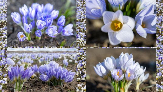 Kars’ta kar çiçekleri açtı, doğa yeniden renklendi