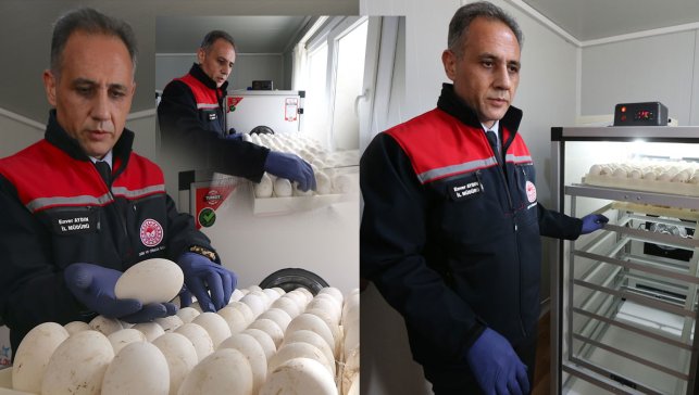 Kars kazını çoğaltmak için 1500 yumurta kuluçkaya alındı, “duman” ırkı korunacak