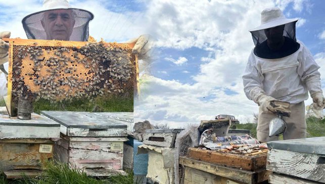 Elazığ’da arıcılar nektar kaybına rağmen haziran sonunda bal hasadı bekliyor