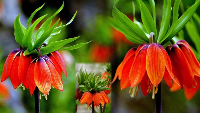 Karlar eridi, Kemaliye dağlarında ters laleler açtı