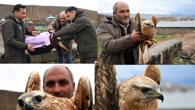 Kars’ta yaralı halde bulunan kızıl şahin için seferberlik