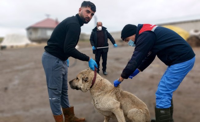 Adilcevaz'da kuduz riskine karşı köpeklere aşılama seferberliği başlatıldı