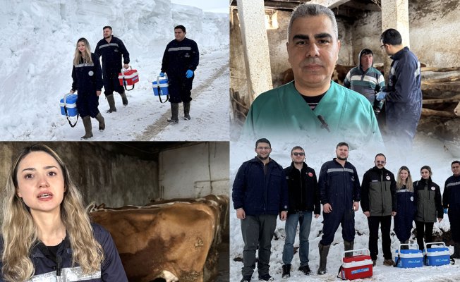 Bahar geldi, Ardahan'da veterinerler hâlâ kar ve tipiye rağmen köy köy aşı yapıyor