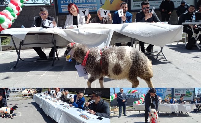 Van'daki tarım fuarında "en güzel kuzu" seçildi, Birinciye 15 bin lira ödül