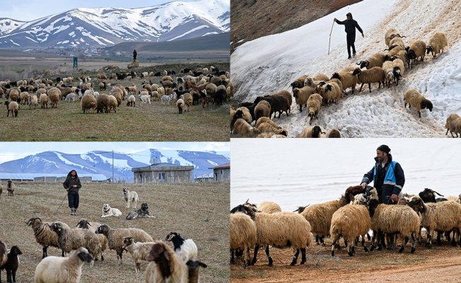 Çetin kışın ardından Van'da sürüler yeniden meralara çıktı