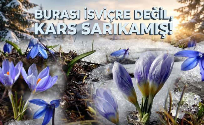 Kars'ta karların arasından çıkan kardelen ve çiğdemler baharı haber verdi